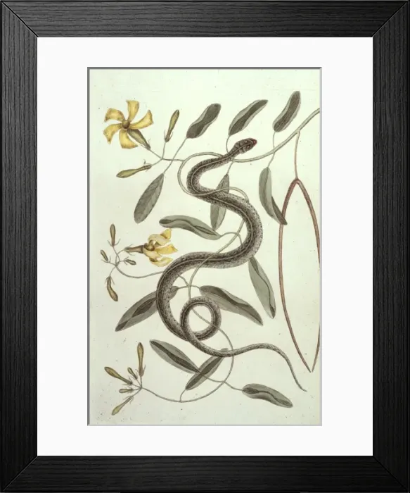 Framed Print : Pentalinon luteum, hammock vipers tail Framed Print : Pentalinon luteum, hammock vipers tail