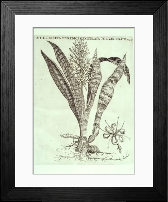 Framed Print : Sanseveria hyacinthoides, bowstring hemp Framed Print : Sanseveria hyacinthoides, bowstring hemp