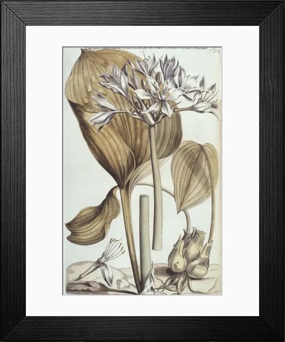 Framed Print : Proiphys amboinense Framed Print : Proiphys amboinense