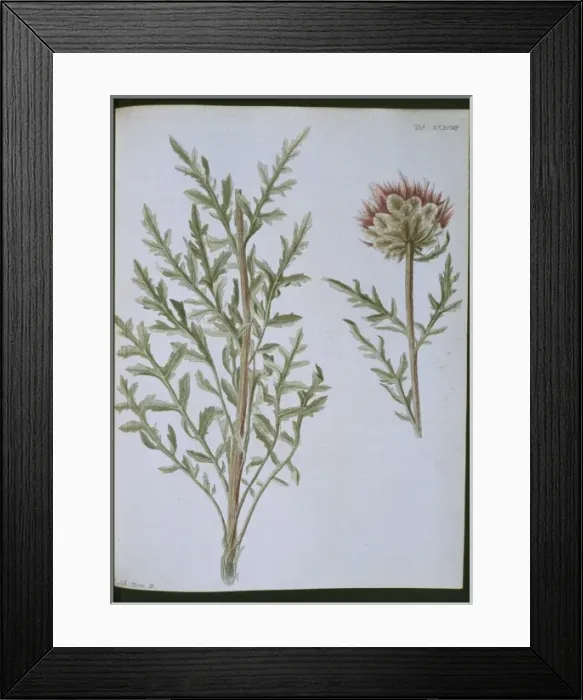 Framed Print : Stemmacantha uniflora Framed Print : Stemmacantha uniflora