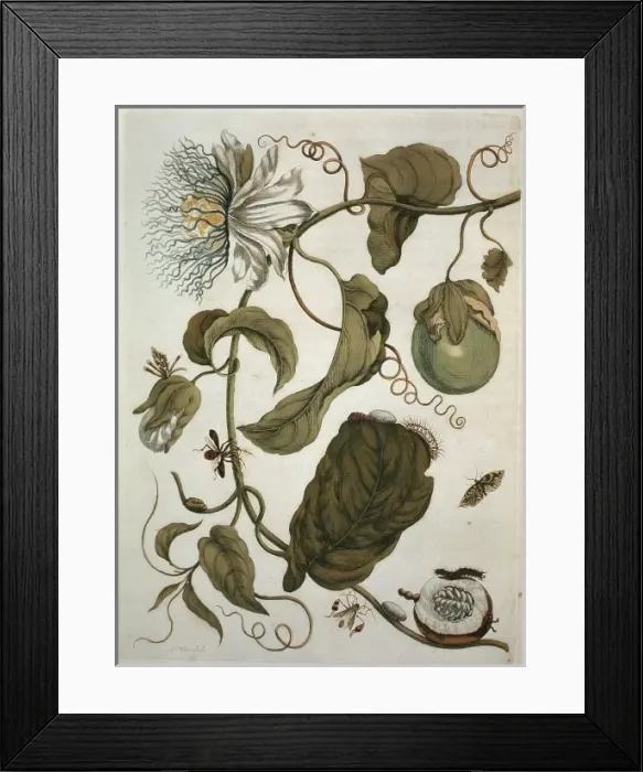 Framed Print : Passiflora laurifolia, water lemon Framed Print : Passiflora laurifolia, water lemon