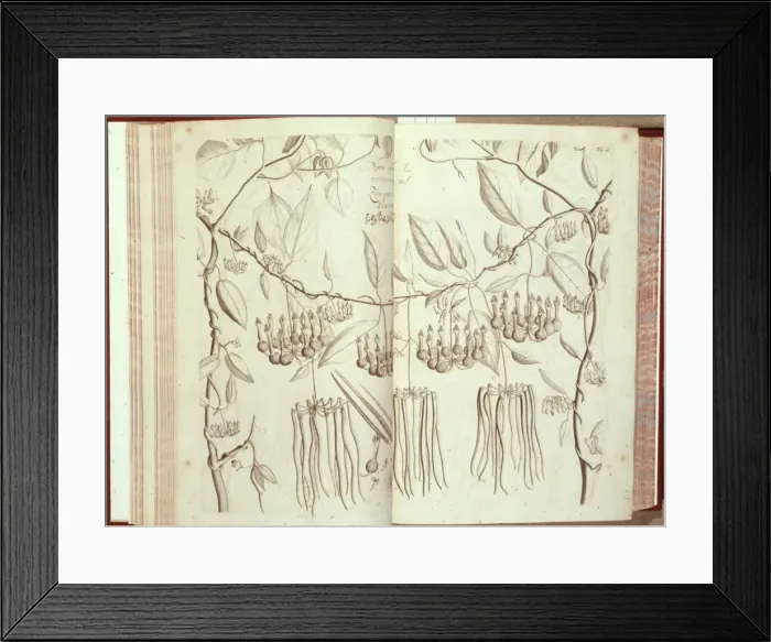 Framed Print : Ceropegia candelabrum, ceropegia Framed Print : Ceropegia candelabrum, ceropegia