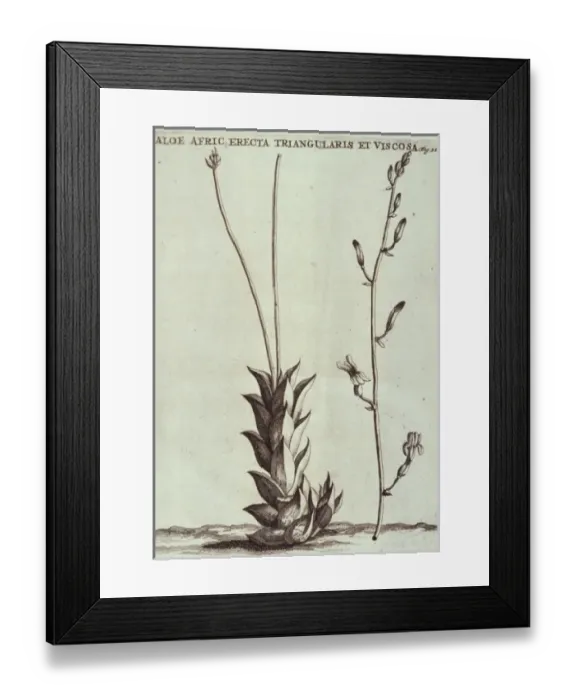 Framed Print : Haworthia viscosa, haworthia Framed Print : Haworthia viscosa, haworthia