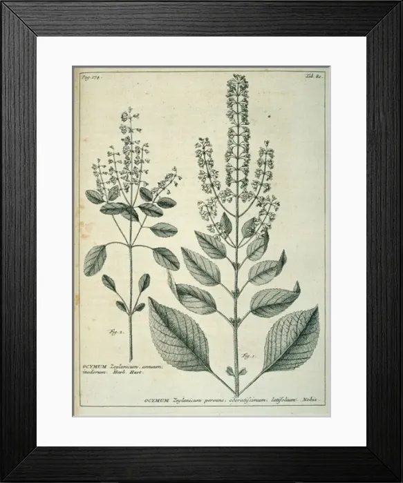 Framed Print : Perilla frutescens, beef steak plant Framed Print : Perilla frutescens, beef steak plant