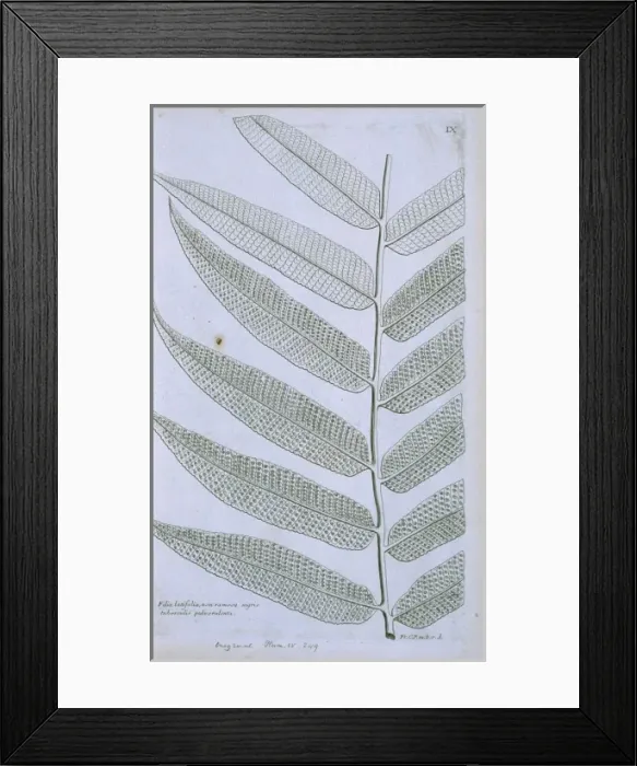 Framed Print : Thelypteris reticulata, latticevein fern Framed Print : Thelypteris reticulata, latticevein fern