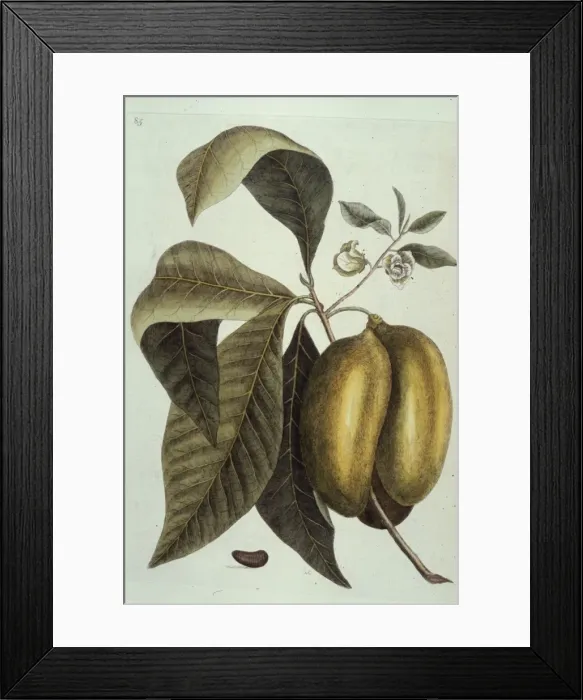 Framed Print : Asimina triloba, paw paw Framed Print : Asimina triloba, paw paw
