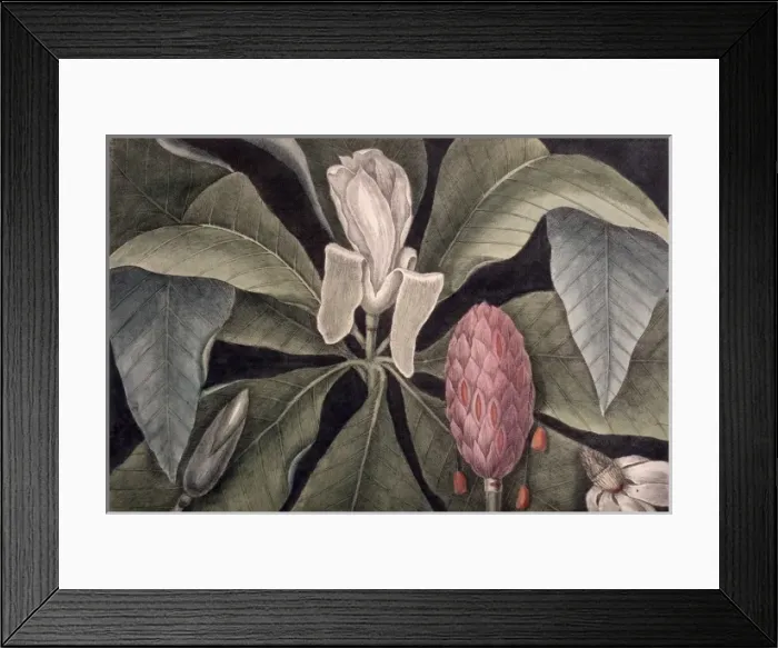 Framed Print : Magnolia tripetala, umbrella magnolia Framed Print : Magnolia tripetala, umbrella magnolia