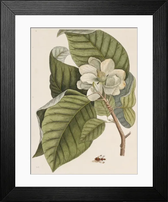 Framed Print : Magnolia acuminata, cucumber tree Framed Print : Magnolia acuminata, cucumber tree