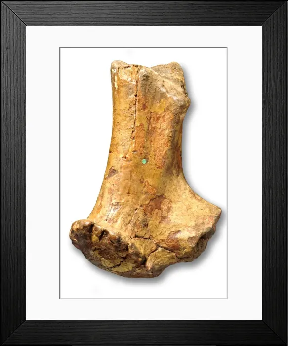 Framed Print : Cervus elaphus, red deer Framed Print : Cervus elaphus, red deer