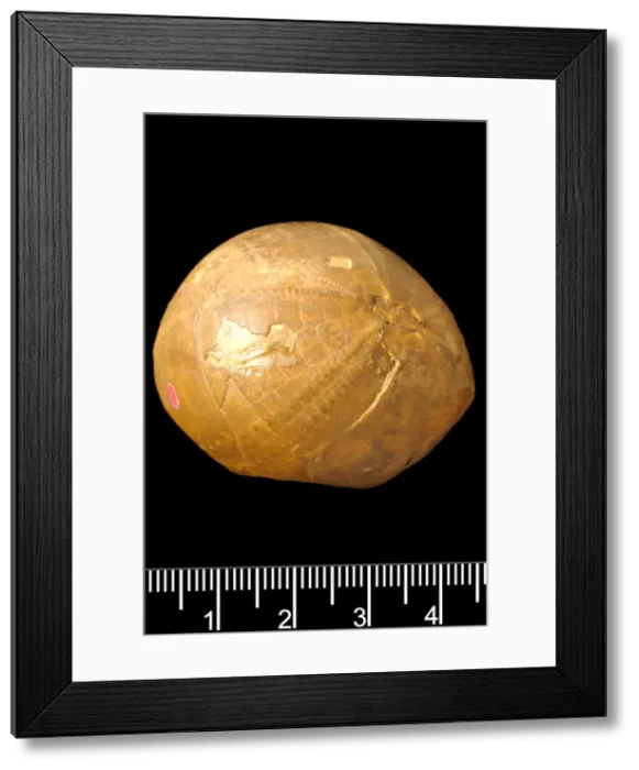 Framed Print : Echinocarys, echinoid hoax Framed Print : Echinocarys, echinoid hoax