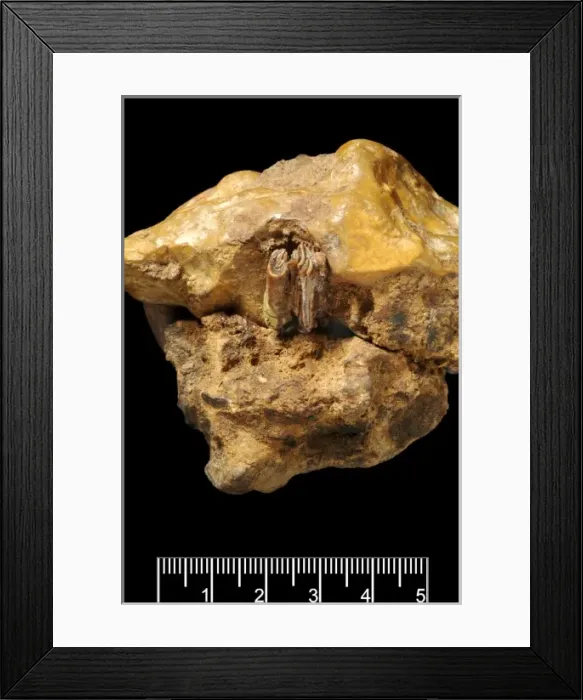 Framed Print : Castor fiber, Eurasian beaver Framed Print : Castor fiber, Eurasian beaver
