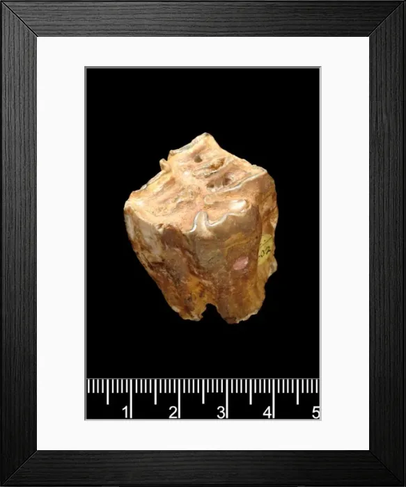 Framed Print : Equus sp. horse Framed Print : Equus sp. horse