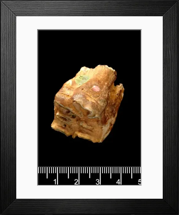 Framed Print : Equus sp. horse Framed Print : Equus sp. horse