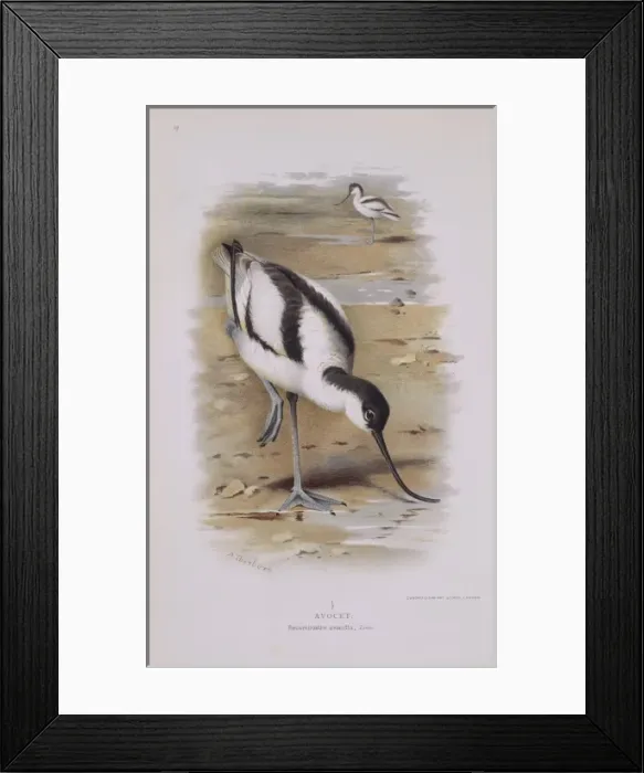 Framed Print : Recurvirostra avocetta, pied avocet Framed Print : Recurvirostra avocetta, pied avocet