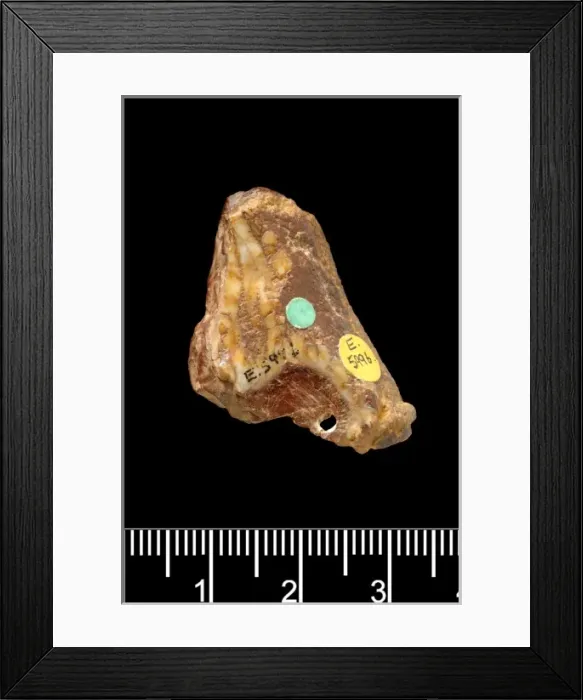 Framed Print : Hippopotamus amphibius, hippopotamus Framed Print : Hippopotamus amphibius, hippopotamus