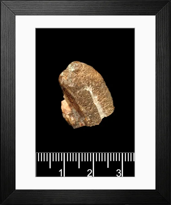 Framed Print : Hippopotamus amphibius, hippopotamus Framed Print : Hippopotamus amphibius, hippopotamus