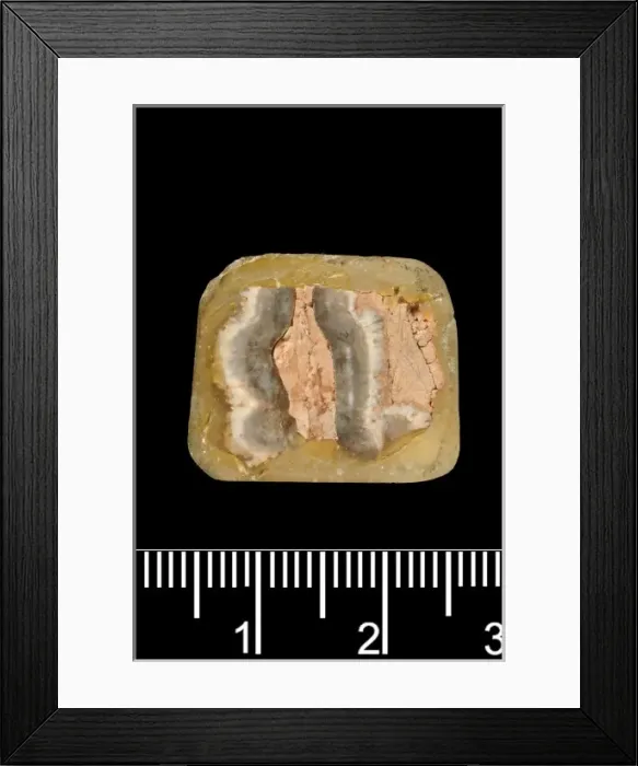Framed Print : Piltdown Stegodon tooth Framed Print : Piltdown Stegodon tooth