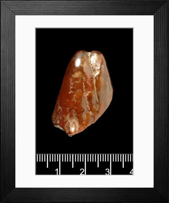 Framed Print : Piltdown Mastodon tooth Framed Print : Piltdown Mastodon tooth