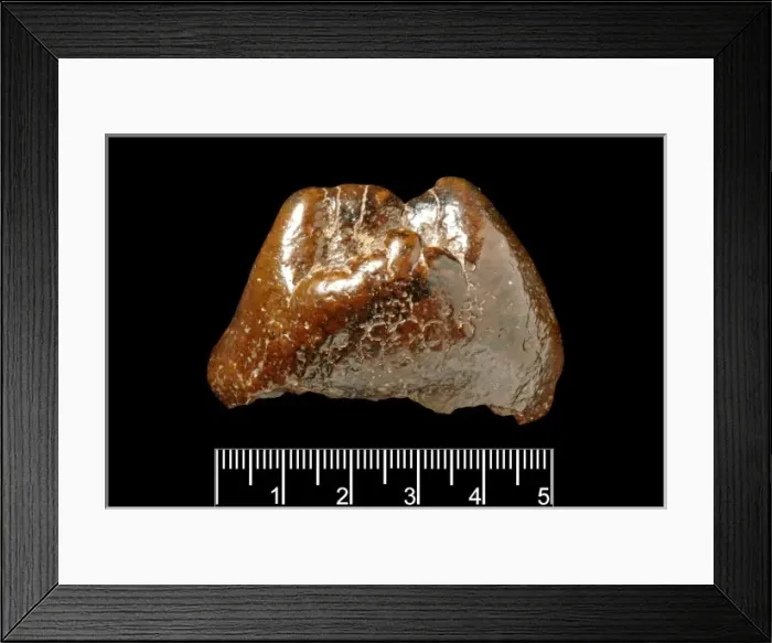 Framed Print : Piltdown Mastodon tooth Framed Print : Piltdown Mastodon tooth