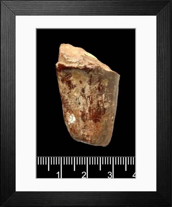 Framed Print : Piltdown Stegodon tooth Framed Print : Piltdown Stegodon tooth