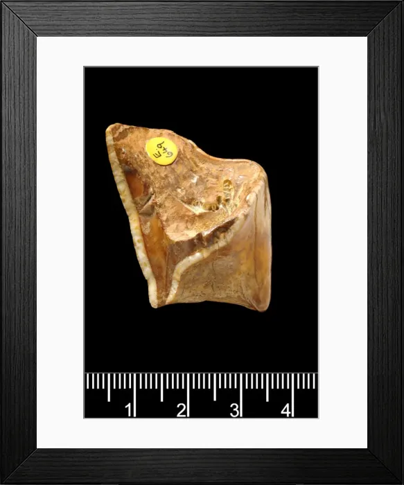 Framed Print : Rhinocerotidae (family), rhinoceros