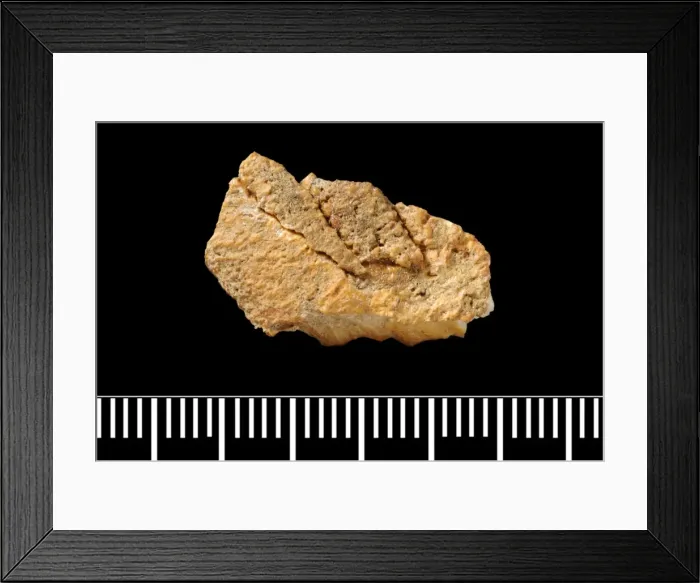 Framed Print : Piltdown Stegodon tooth
