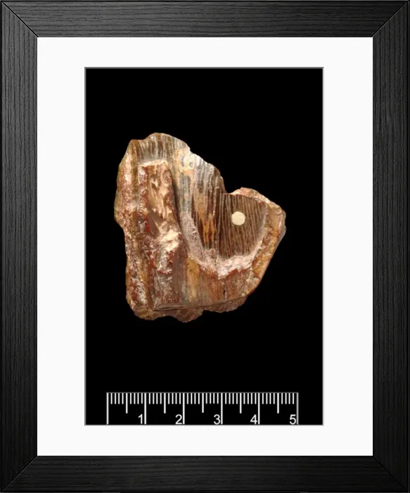 Framed Print : Piltdown Stegodon tooth Framed Print : Piltdown Stegodon tooth