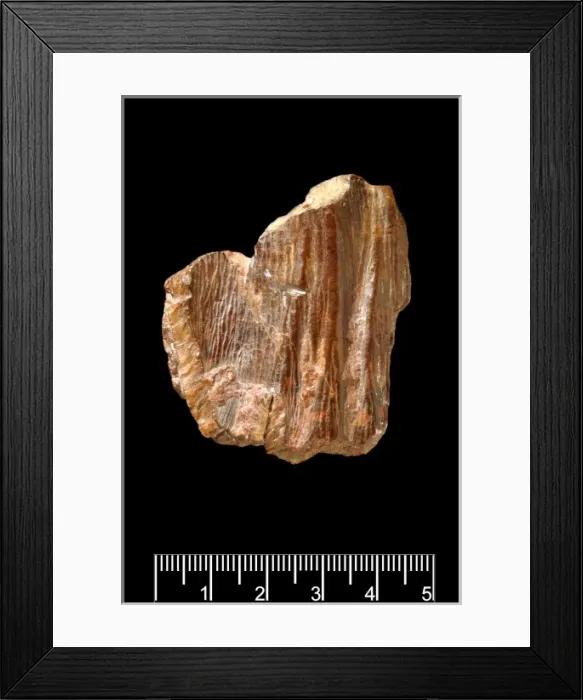Framed Print : Piltdown Stegodon tooth Framed Print : Piltdown Stegodon tooth