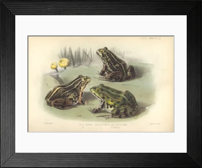 Framed Print : Rana esculenta, edible frog Framed Print : Rana esculenta, edible frog