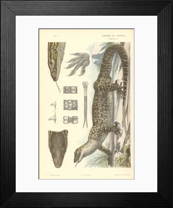 Framed Print : Varanus gouldii, Goulds monitor Framed Print : Varanus gouldii, Goulds monitor