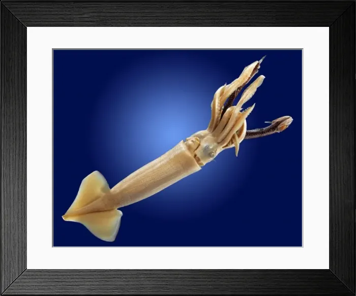 Framed Print : Loligo sp. squid Framed Print : Loligo sp. squid