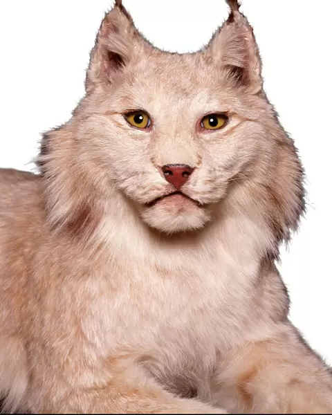 Lynx sp. lynx