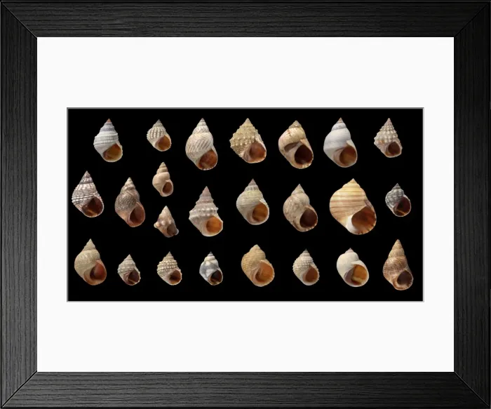 Framed Print : Littorina sp. periwinkle Framed Print : Littorina sp. periwinkle