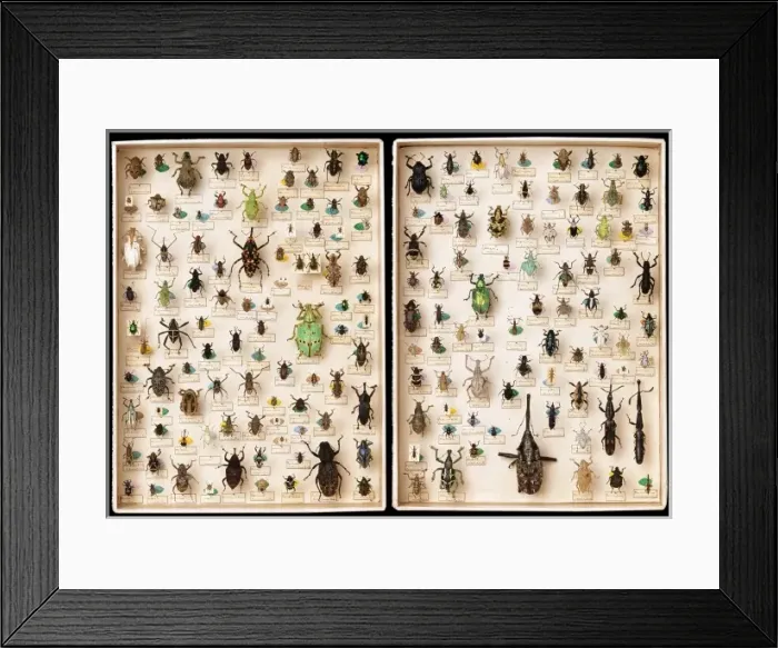 Framed Print : Weevil specimens Framed Print : Weevil specimens