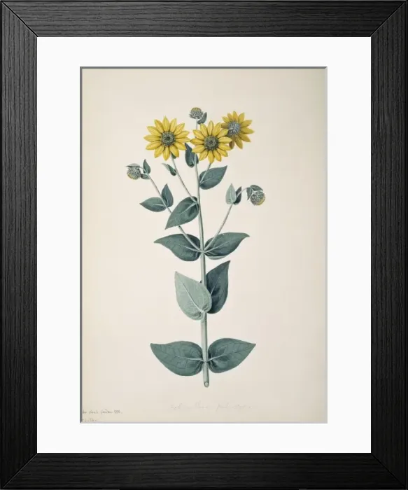 Framed Print : Helianthus mollis, downy sunflower Framed Print : Helianthus mollis, downy sunflower