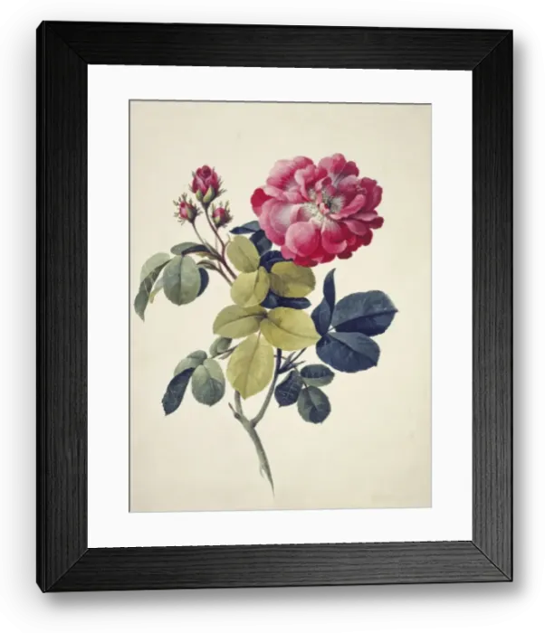 Framed Print : Rosa centifolia, moss rose Framed Print : Rosa centifolia, moss rose