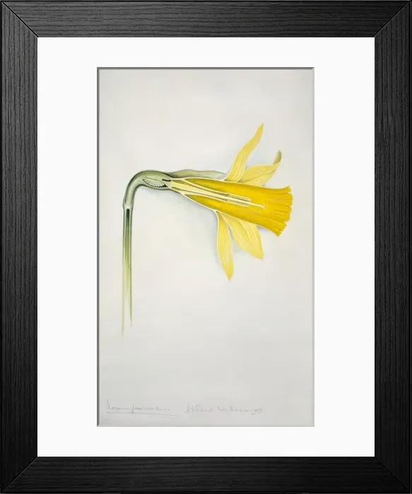 Framed Print : Narcissus pseudonarcissus, daffodil Framed Print : Narcissus pseudonarcissus, daffodil