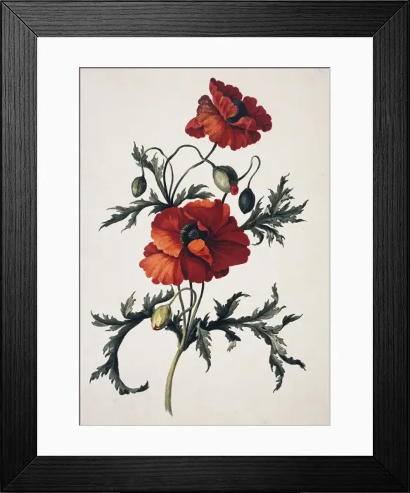 Framed Print : Papaver orientale, oriental poppy Framed Print : Papaver orientale, oriental poppy