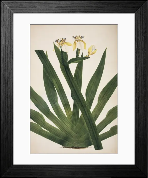 Framed Print : Iris ensata, Japanese iris Framed Print : Iris ensata, Japanese iris