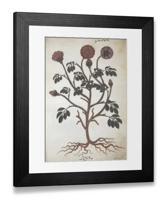 Framed Print : Rosa gallica, apothecaries rose Framed Print : Rosa gallica, apothecaries rose