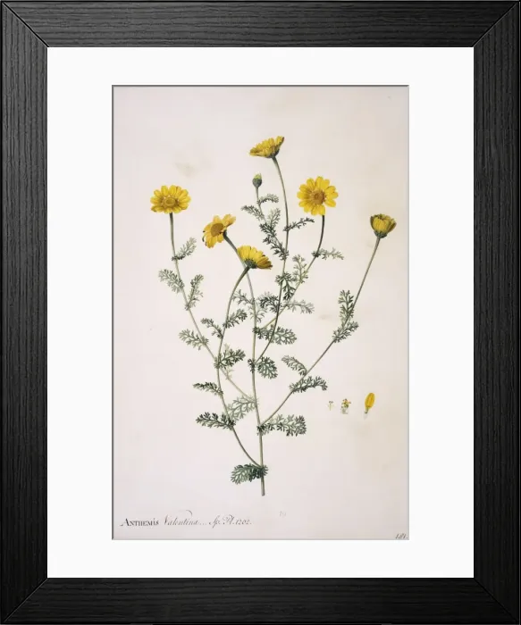 Framed Print : Anacyclus valentina, anacyclus Framed Print : Anacyclus valentina, anacyclus