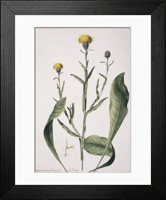 Framed Print : Centaurea glastifolia, yellow star thistle Framed Print : Centaurea glastifolia, yellow star thistle