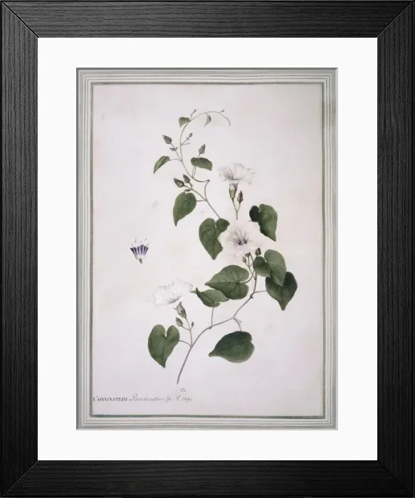Framed Print : Ipomoea pandurata, man-root Framed Print : Ipomoea pandurata, man-root