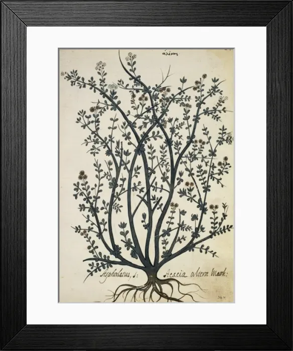 Framed Print : Asphalatus Acacia altera Mauk Framed Print : Asphalatus Acacia altera Mauk