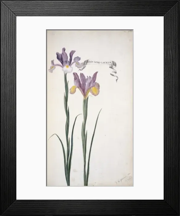 Framed Print : Iris xiphium, Spanish iris Framed Print : Iris xiphium, Spanish iris