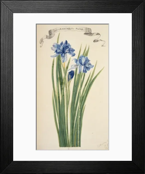 Framed Print : Iris sibirica, Siberian iris Framed Print : Iris sibirica, Siberian iris