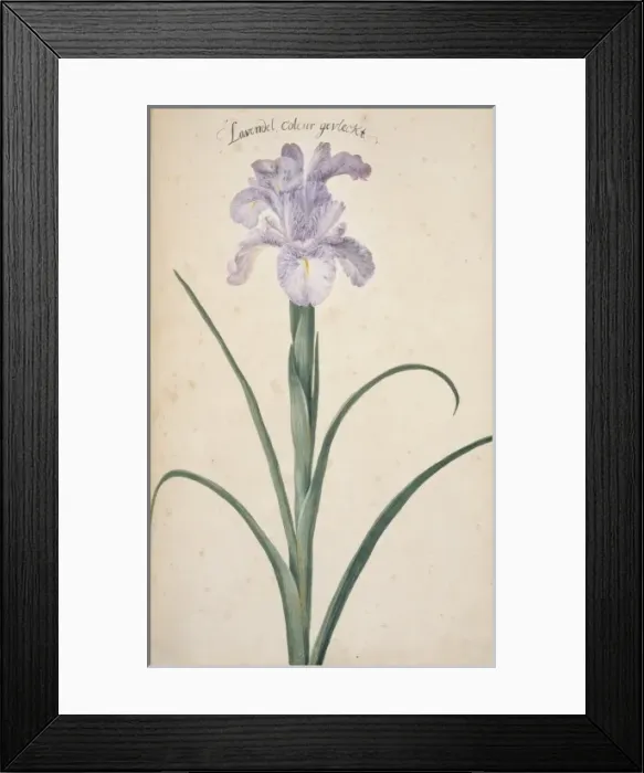 Framed Print : Iris cf. germanica, bearded iris Framed Print : Iris cf. germanica, bearded iris