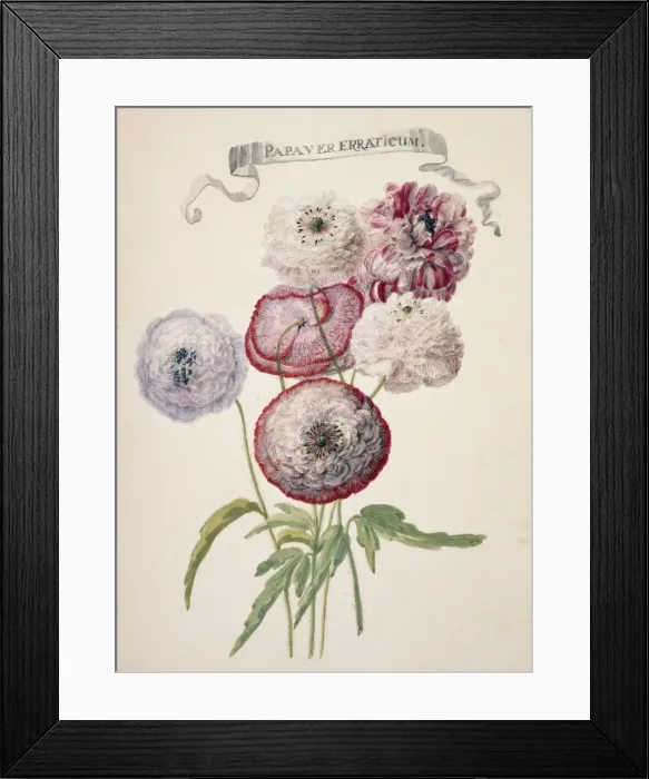 Framed Print : Papaver rhoeas, field poppy Framed Print : Papaver rhoeas, field poppy