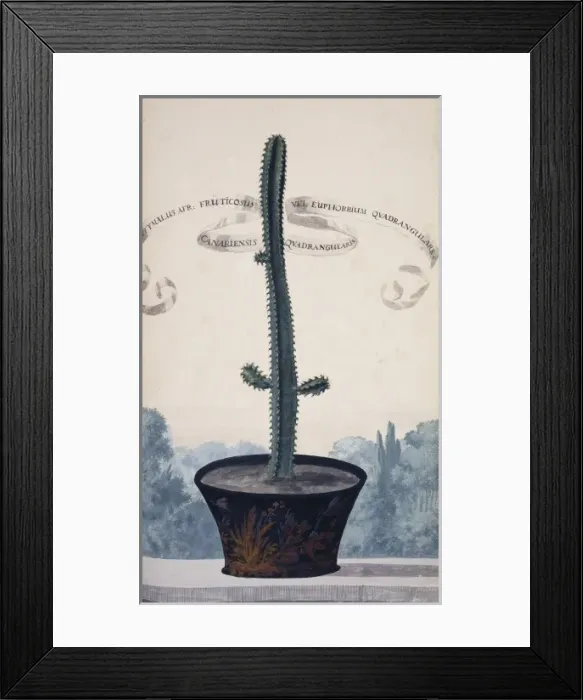Framed Print : Euphorbia canariensis, Canary Island spurge Framed Print : Euphorbia canariensis, Canary Island spurge