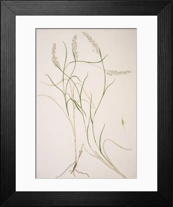 Framed Print : Capillipedium parviflorum, weed Framed Print : Capillipedium parviflorum, weed